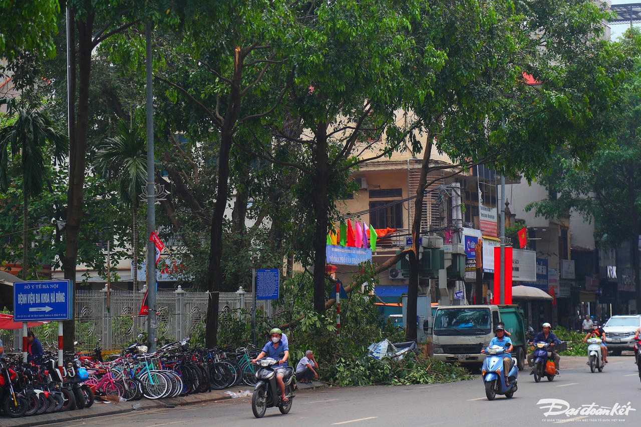 cay_do-le-khanh9.jpg