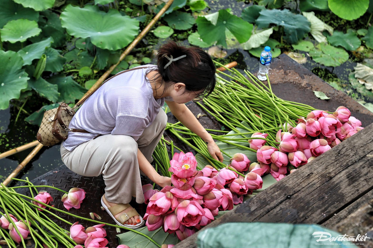 sen_bach_diep_ho_tay-le-khanh17.jpg