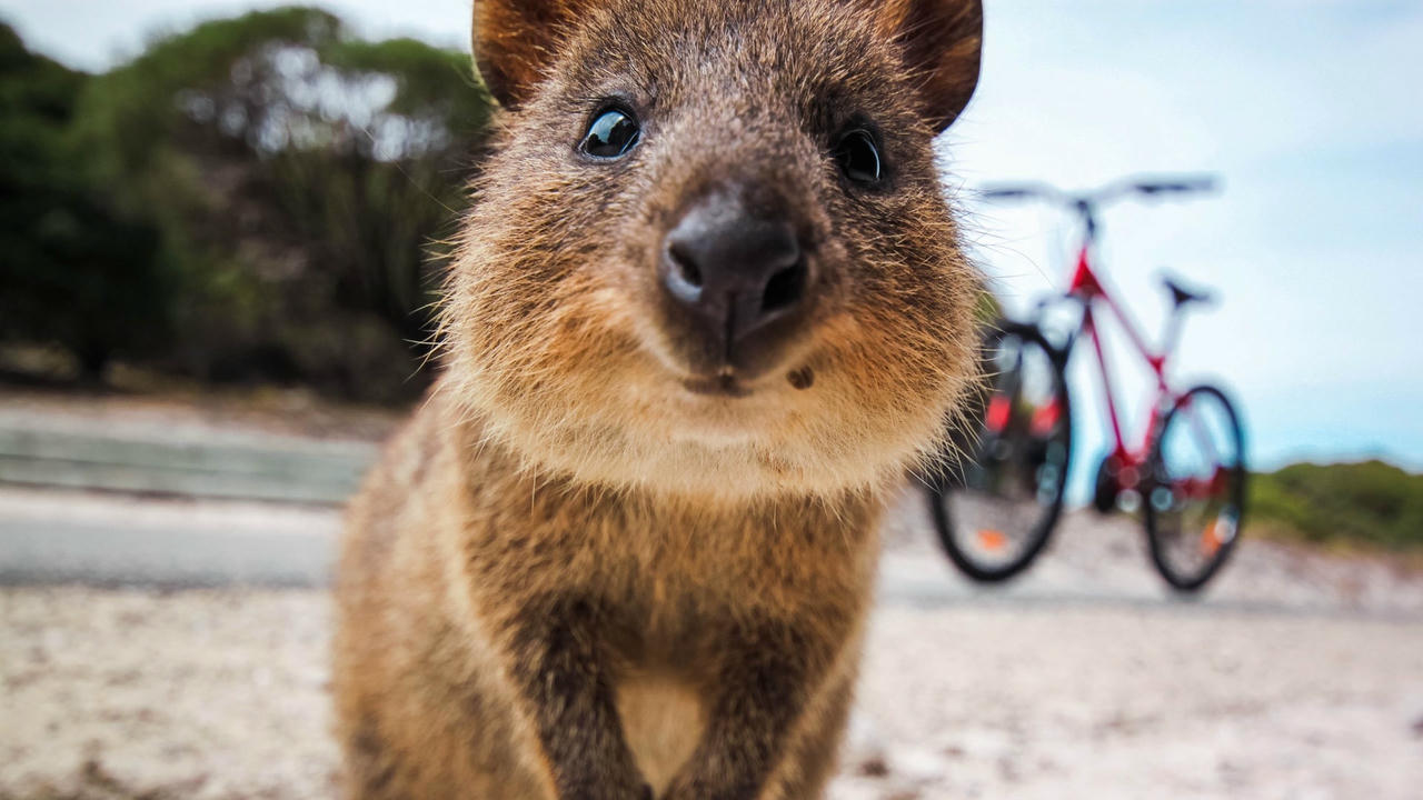 Quokka - Loài động vật hạnh phúc nhất thế giới. Ảnh: Grunge.