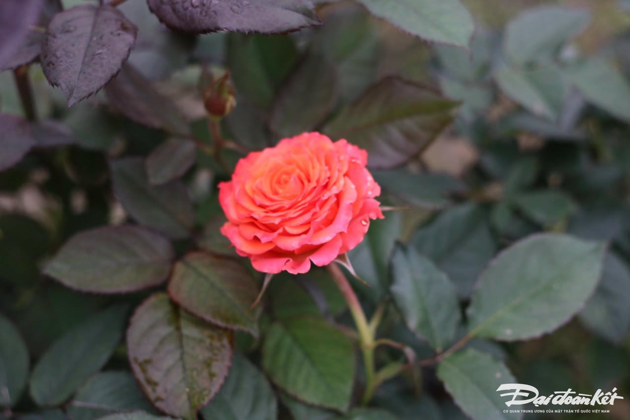 W_e51fbf517d2093a943dcd39daf8c51af.jpg