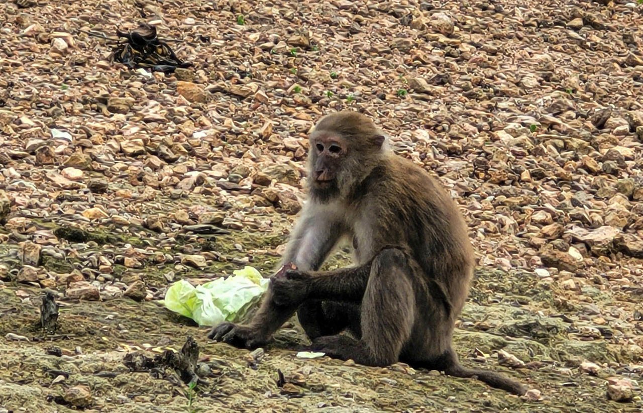 daokhi2.jpg