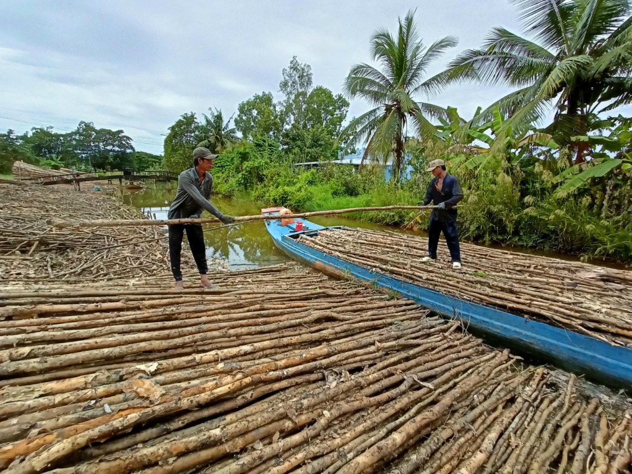 Mô hình trồng cây ăn trái theo hướng hữu cơ phát triển ở huyện U Minh.