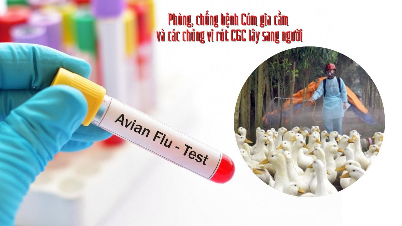 Để chủ động phòng chống dịch, bệnh cúm lây từ gia cầm sang người, chúng ta hãy thực hiện nghiêm theo khuyến cáo của Bộ Y tế