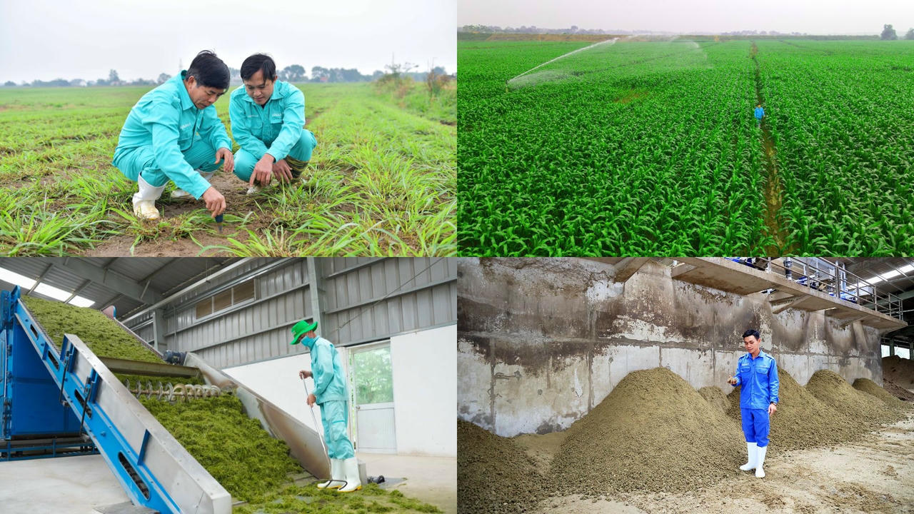 Ứng dụng kinh tế tuần hoàn trong nông nghiệp, chăn nuôi bò sữa mang lại nhiều lợi ích cho chính doanh nghiệp.