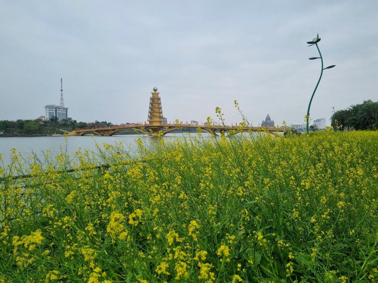 hoa-cai-2.jpg