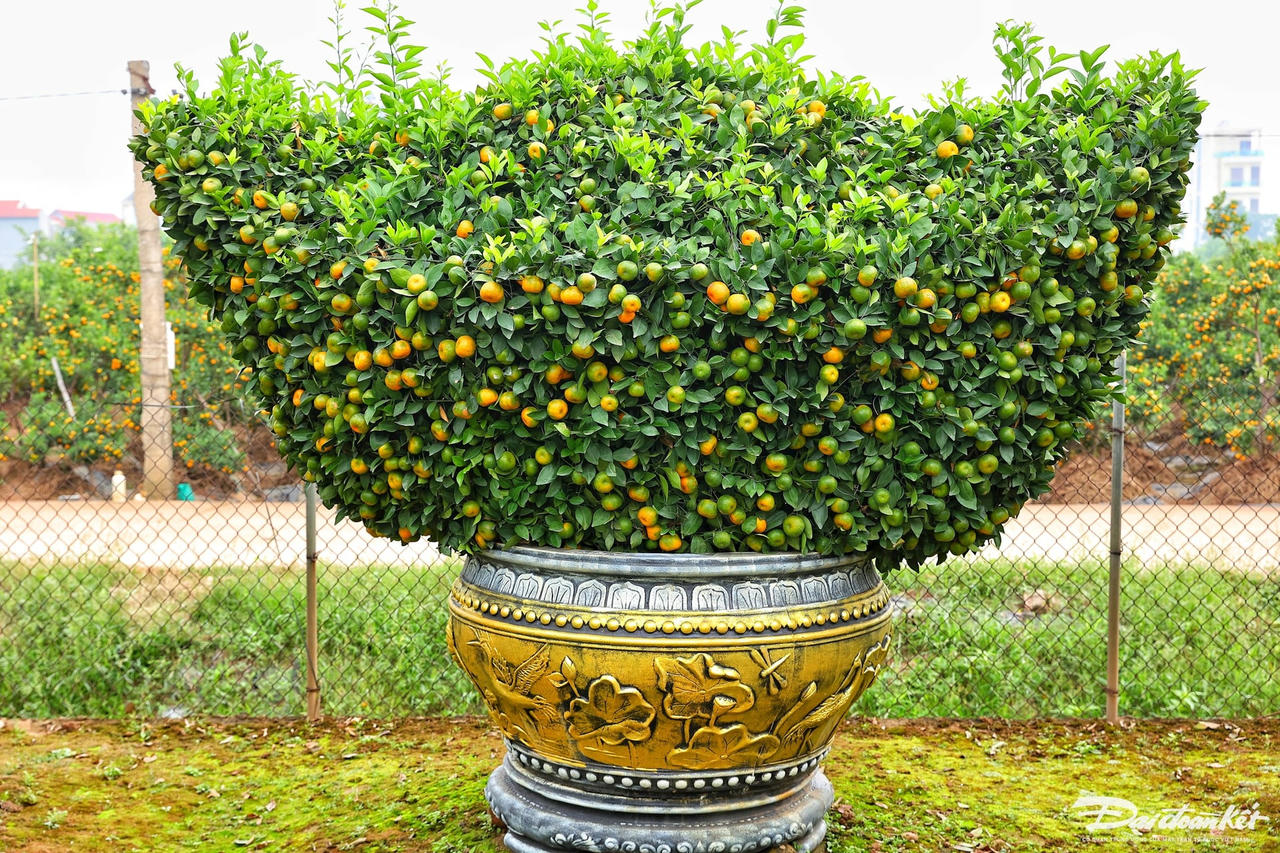 quyt_luc_binh-le-khanh25.jpg