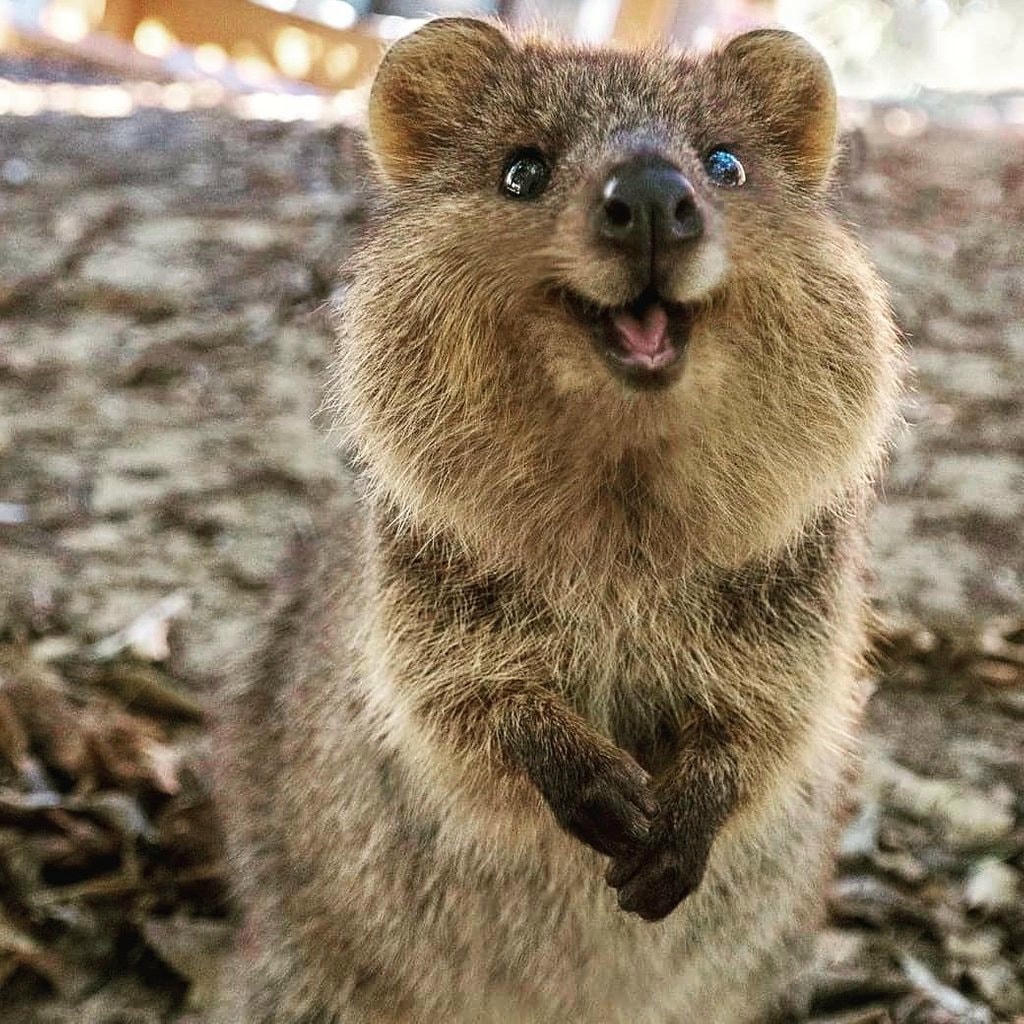 Quokka - Loài động vật hạnh phúc nhất thế giới. Ảnh: Grunge.