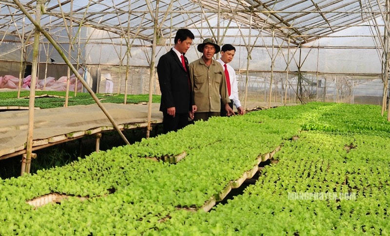 Vườn cây nông nghiệp sạch ứng dụng CNC của khách hàng vay tín dụng tại Agribank.