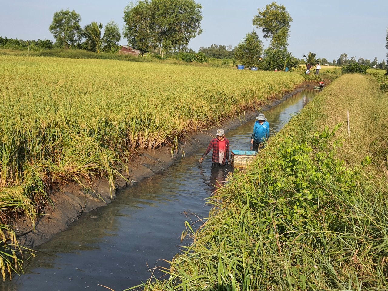 anh 1 bai trên