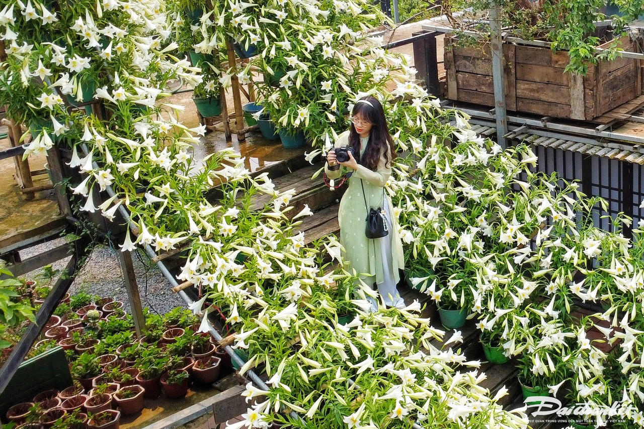 hoa_loa_ken-le-khanh23.jpg