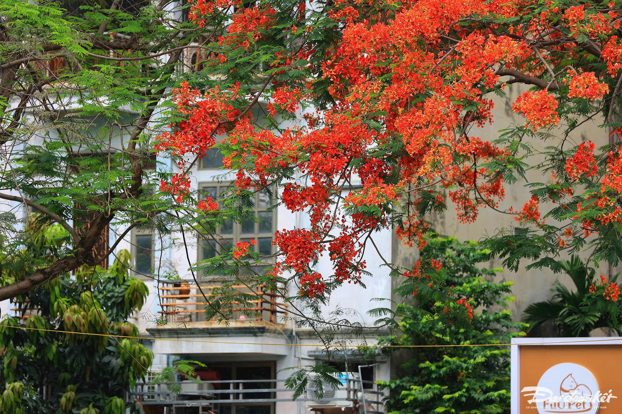 hoa_phuong-le-khanh11.jpg