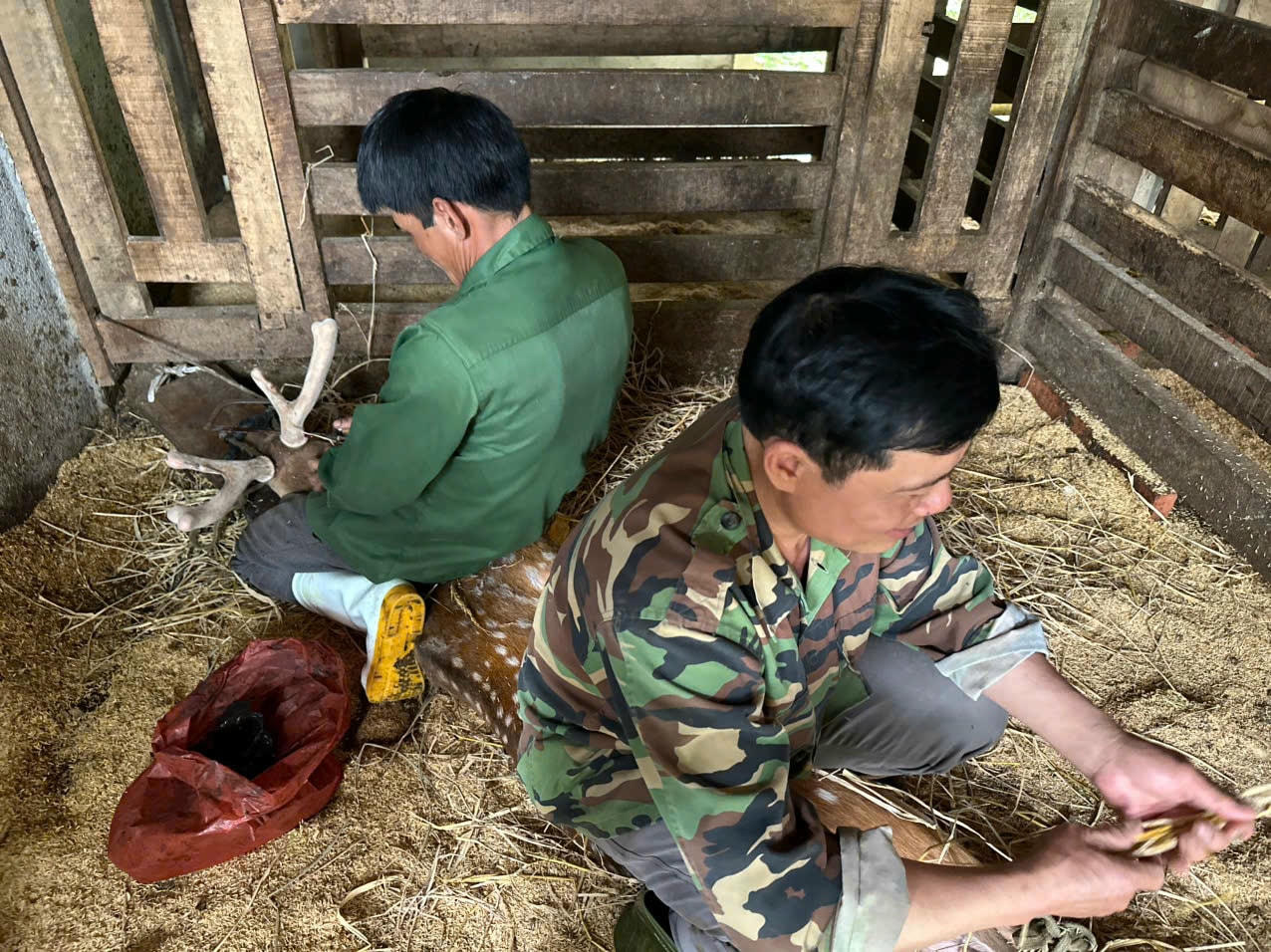 Nghề cắt lộc nhung giúp dân kiếm tiền triệu mỗi ngày.