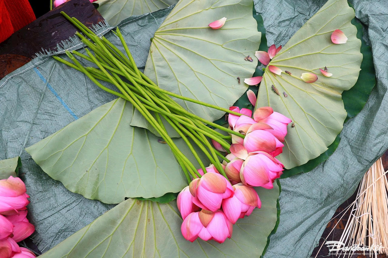 sen_bach_diep_ho_tay-le-khanh16-1-.jpg