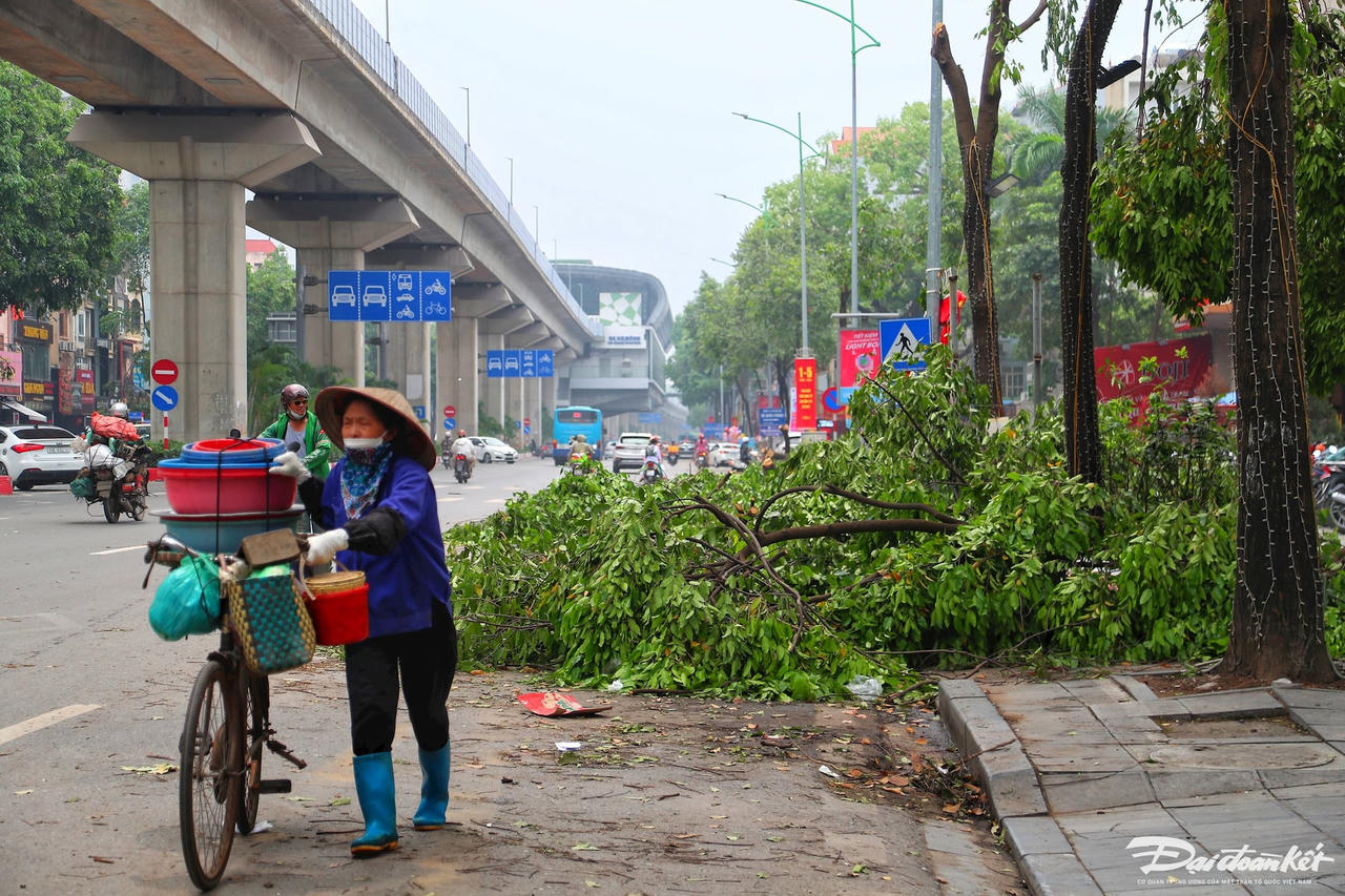 cay_do-le-khanh3.jpg