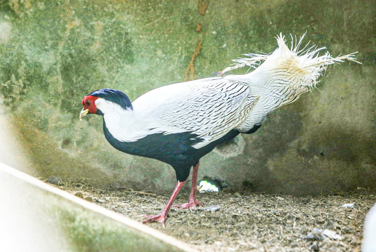 sachdo25.jpg