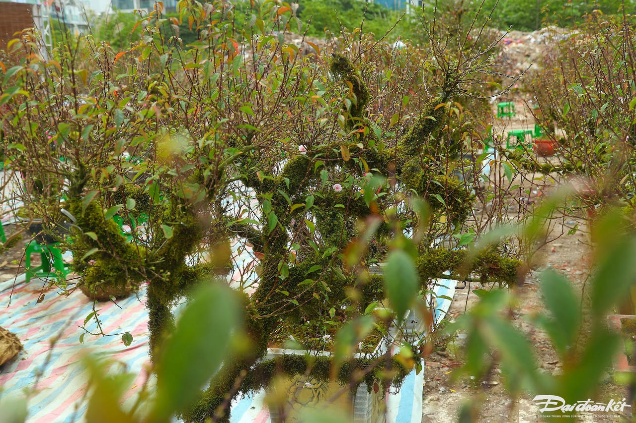 W_hoa_nhat_chi_mai-le-khanh7.jpg
