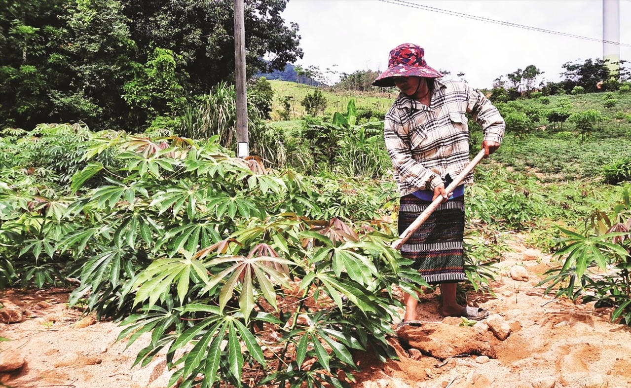 Chị Hồ Thị Dơn, thôn Xa Bai, Hướng Linh (huyện Hướng Hóa, Quảng Trị) vươn lên làm giàu trên diện tích đất được giao.