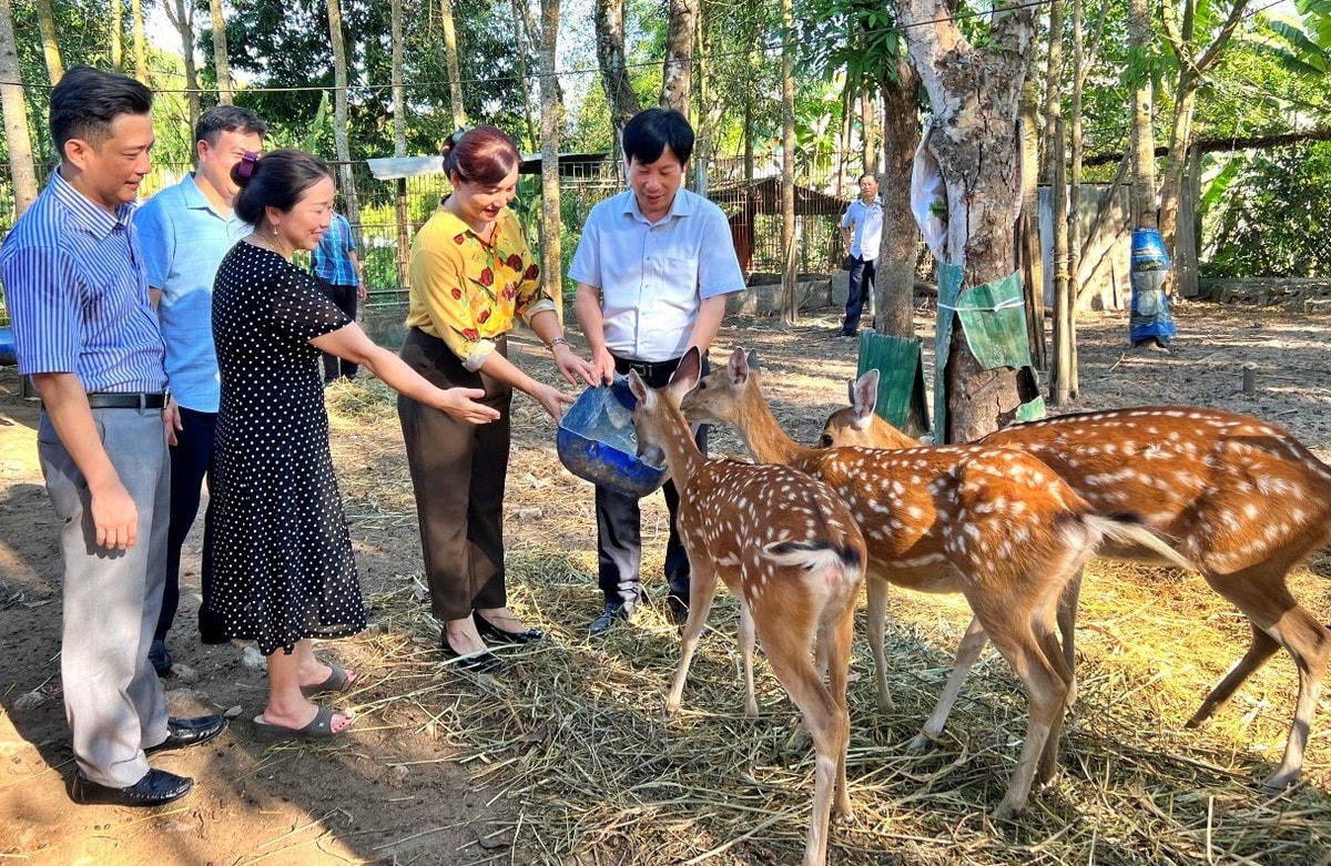 Du khách thích thú với mô hình trải nghiệm nuôi hươu ở Hương Sơn, Hà Tĩnh.