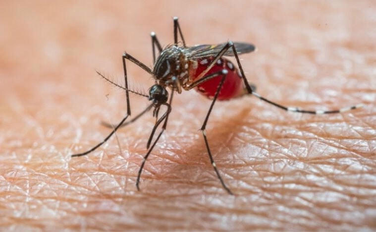 Chikungunya 1