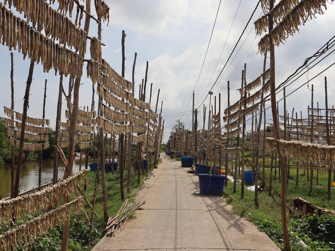 khoai 10