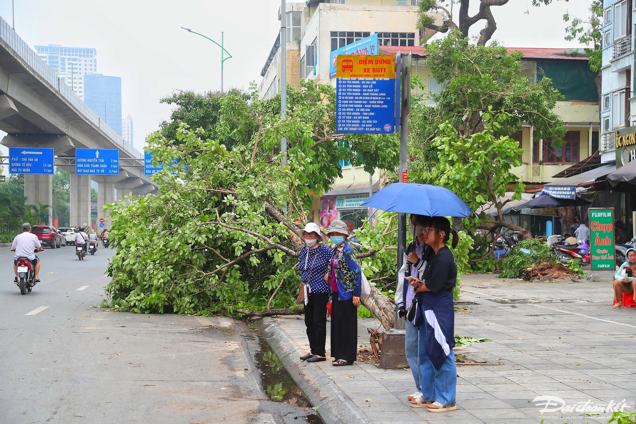 cay_do-le-khanh15.jpg