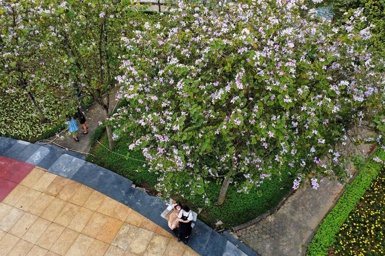 hoa_ban_cau_giay-le-khanh4-403a506c8dd4821b15ef97f1c46dd897.jpg