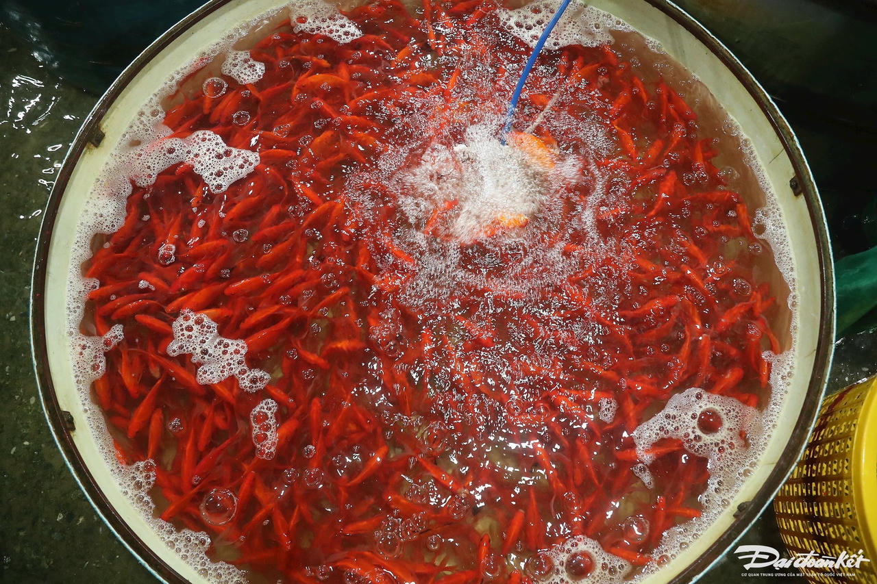 W_ca_chep_ong_cong_ong_tao-le-khanh15.jpg