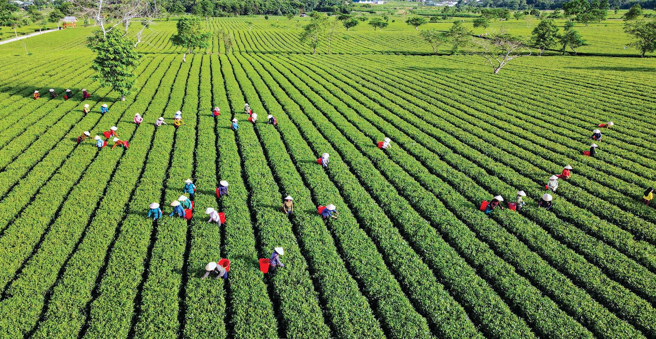 1. Những ngày chính vụ, khắp nương chè rộn ràng bước chân, đôi tay thoăn thoắt, gùi đầy búp tươi trong làn sương mỏng Điểm đến cuối tuần ngày 16-8. HL bt