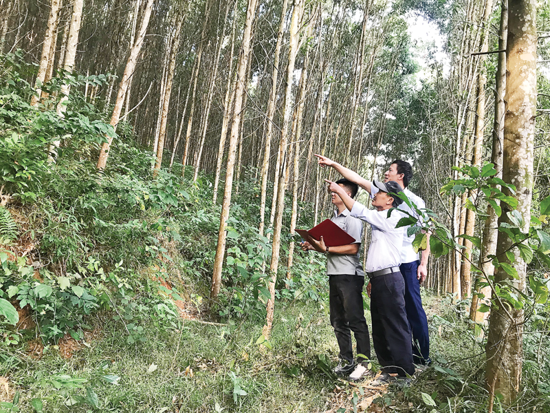 ảnh dưới