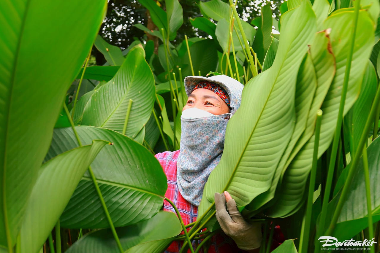 W_la-dong_le-khanh6.jpg