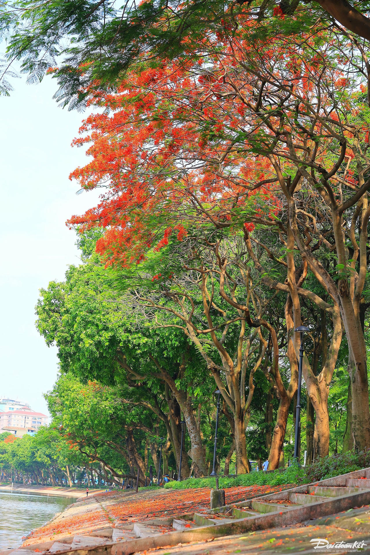 hoa_phuong-le-khanh6.jpg
