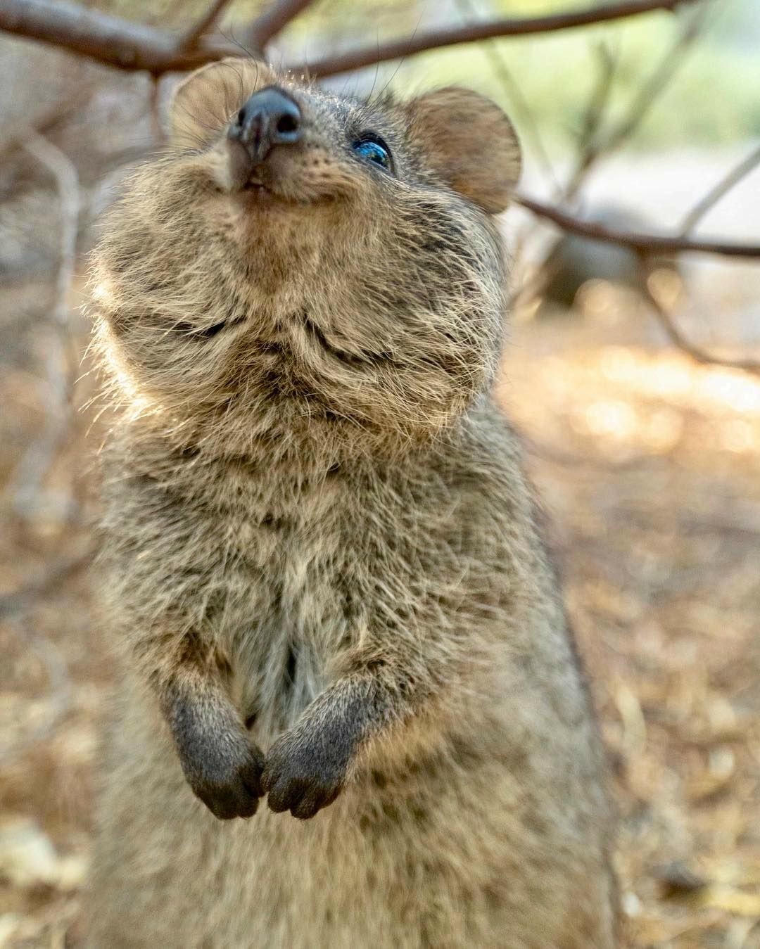 Quokka - Loài động vật hạnh phúc nhất thế giới. Ảnh: Grunge.