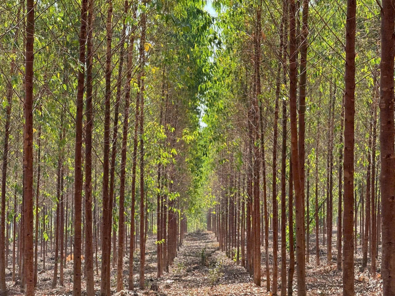 ảnh dưới