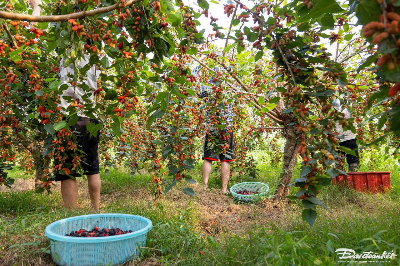 dau_tam-le-khanh28.jpg