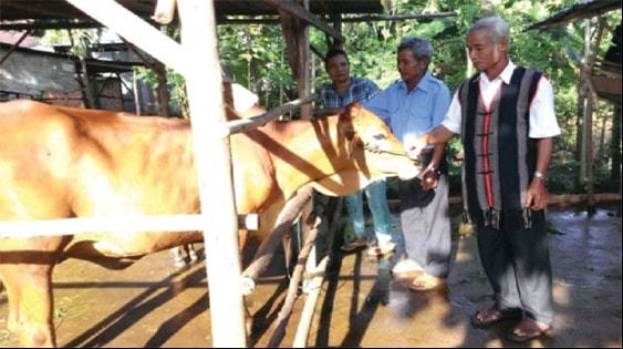 Già làng, Người có uy tín Hùng Văn Xứng đang hướng dẫn bà con kỹ thuật chăn nuôi.