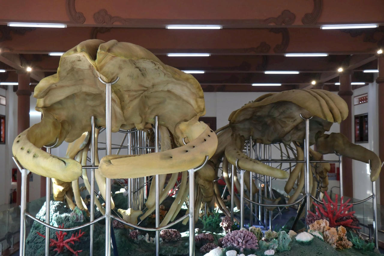 BO XUONG 1