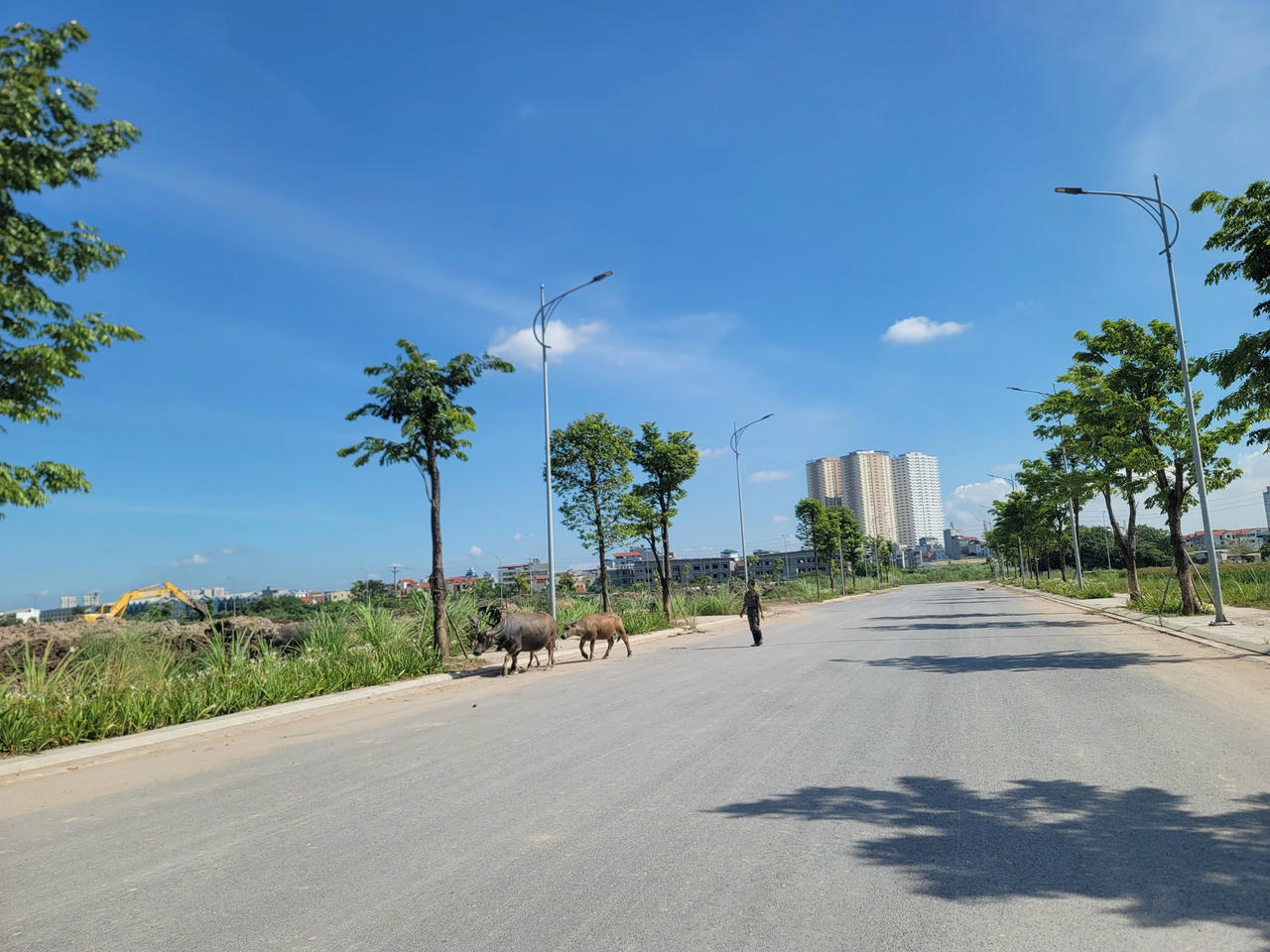 Người dân chăn thả trâu bò trong khu đô thị Kim Chung - Di Trạch.