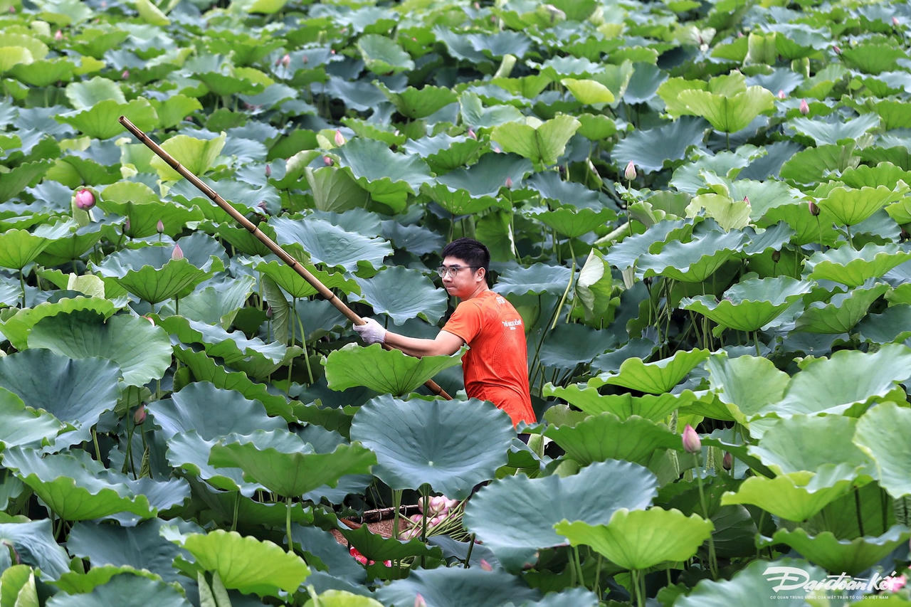 sen_bach_diep_ho_tay-le-khanh4.jpg