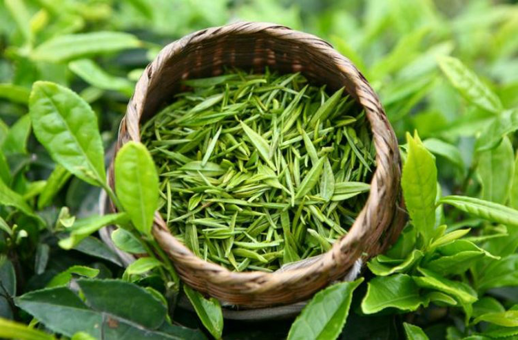 tra-xanh-dong-chai-1.png