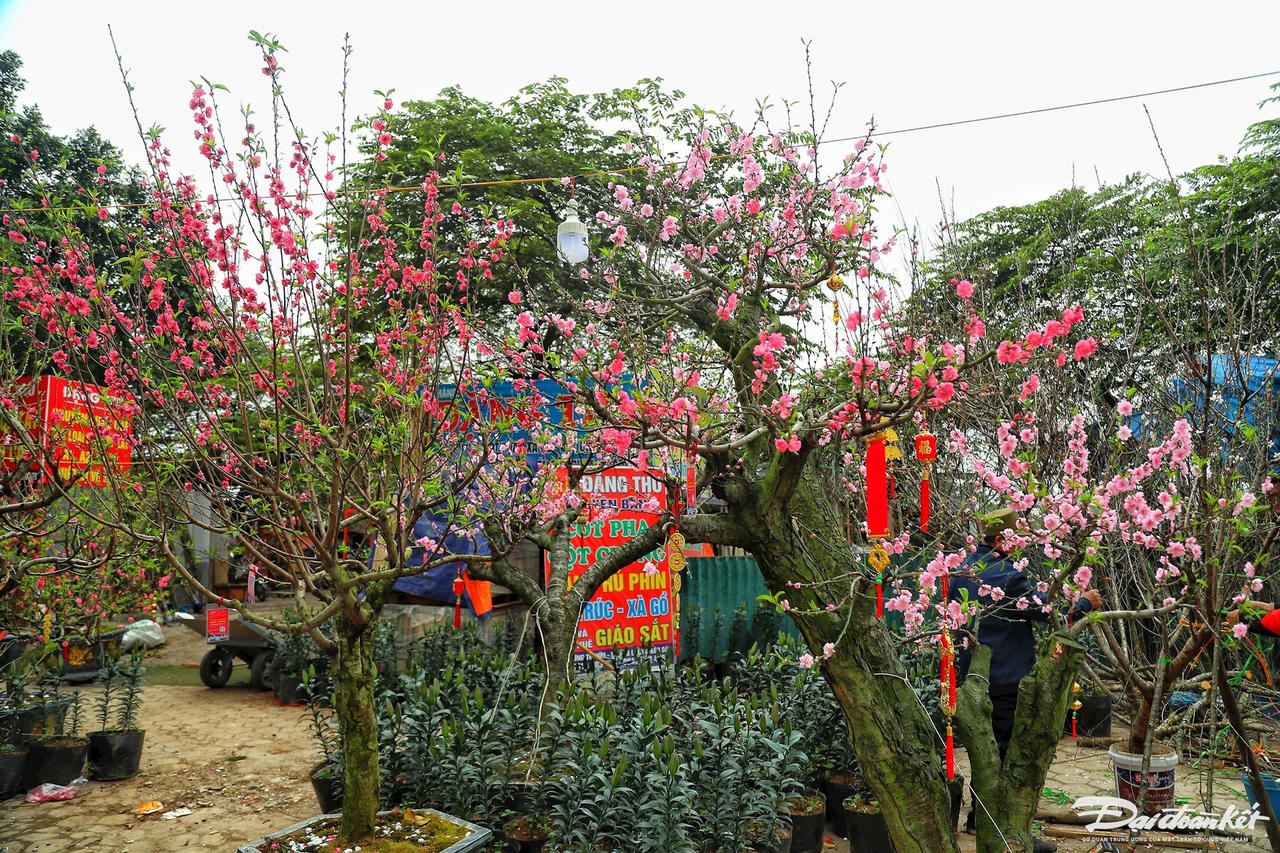 W_dao_quat_xa_lo-le-khanh21.jpg