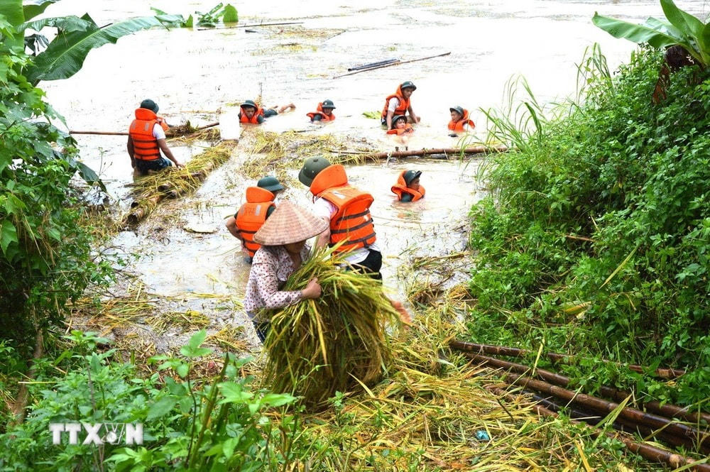 Cán bộ, chiến sỹ Bộ Chỉ huy Quân sự tỉnh Hà Giang giúp nhân dân thu hoạch hoa màu bị ngập sâu trong nước. (Ảnh: Quốc Hoàn/TTXVN phát) ttxvn_1006_ha giang lu cuon (2).jpg