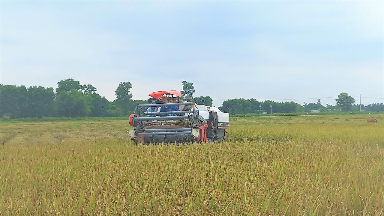 Có thể bù đắp phần nào thiệt hại vụ đông xuân 2021 - 2022, tuy nhiên, niềm vui của người trồng lúa vụ hè thu 2022 không thực sự trọn vẹn.