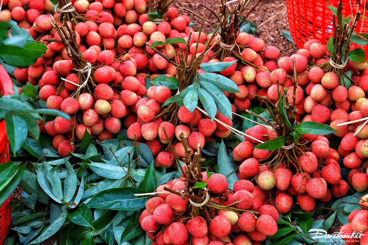 vai_thieu-le-khanh19.jpg