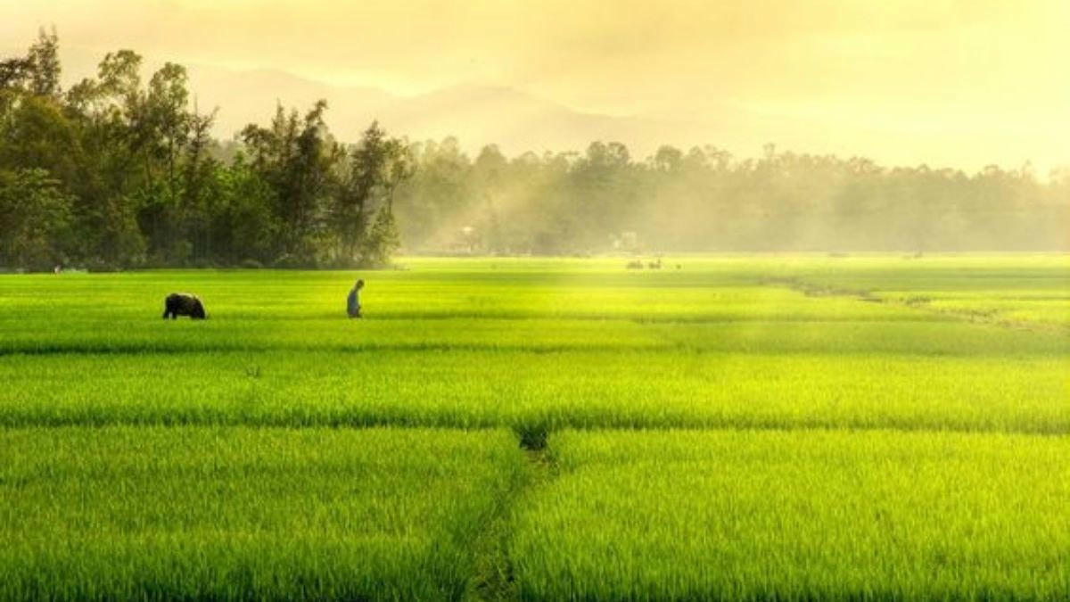 hinh-anh-que-huong-viet-nam-thumbnail.jpg