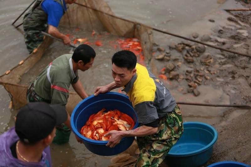 Mỗi mẻ lưới ở đây có thể thu về cả chục triệu đồng
