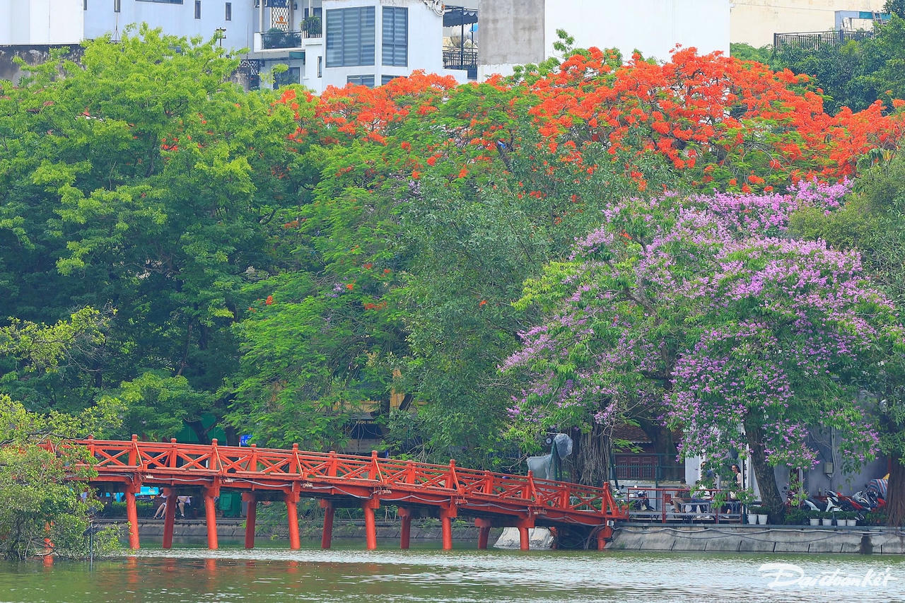 hoa_phuong-le-khanh14.jpg