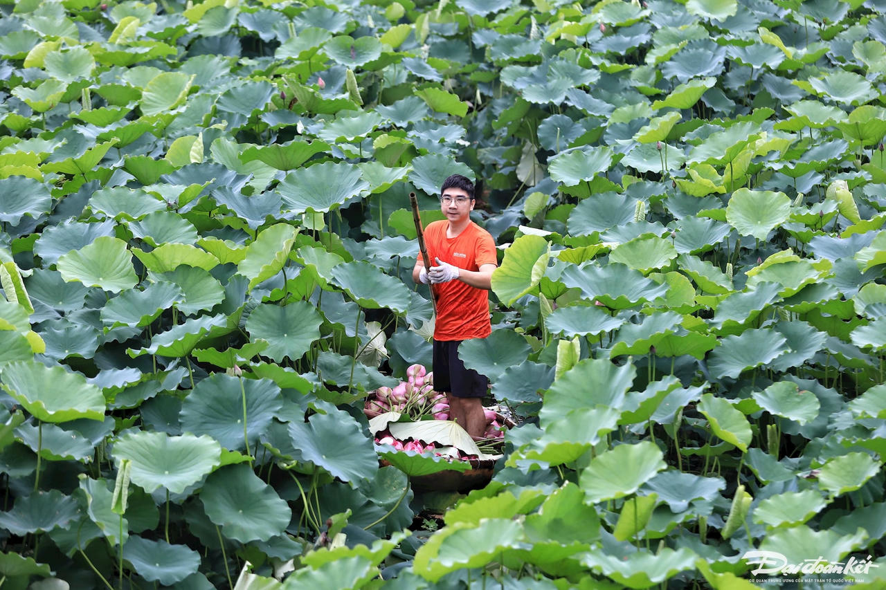 sen_bach_diep_ho_tay-le-khanh7.jpg