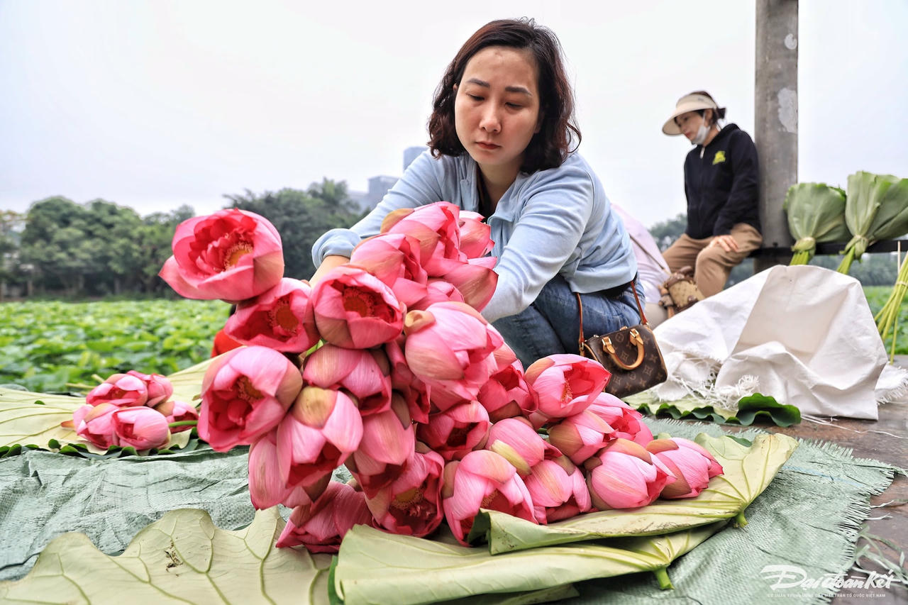 sen_bach_diep_ho_tay-le-khanh9.jpg