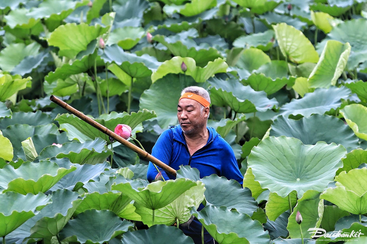 sen_bach_diep_ho_tay-le-khanh5.jpg