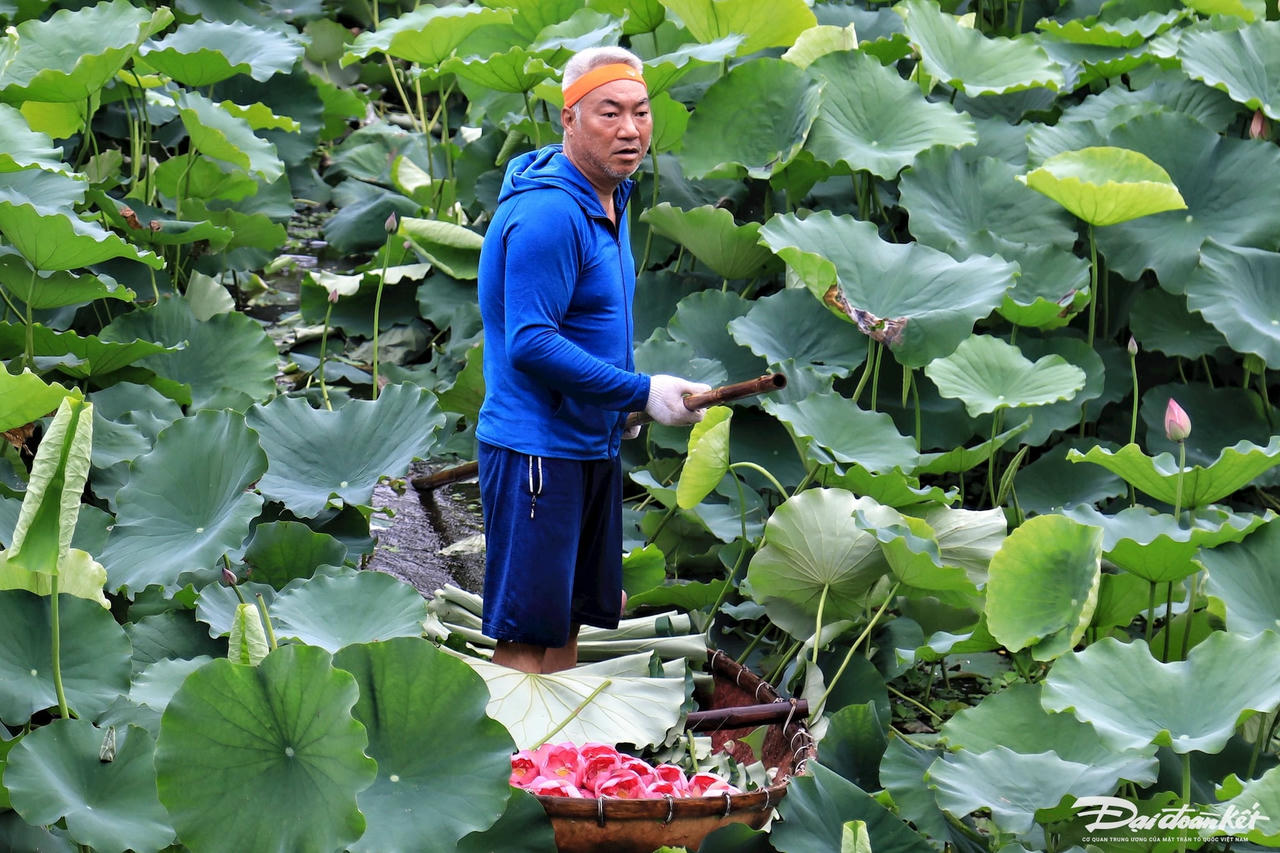 sen_bach_diep_ho_tay-le-khanh12.jpg